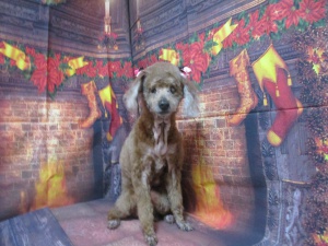 しんしんちゃん