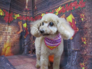 しんしんちゃん