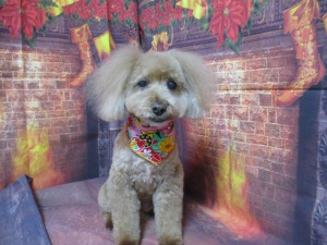 ショコラちゃん