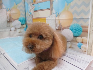 ベティーちゃん