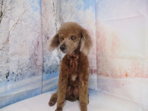 しんしんちゃん