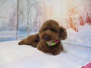 しんしんちゃん