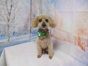 シューミーくん