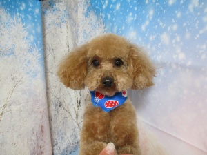 シューミーくん