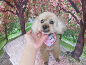 ゆめちゃん