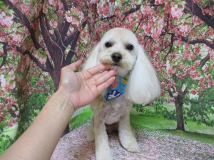 イチくん