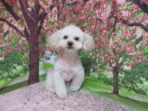 ヒメちゃん