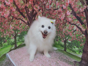 ゆきちゃん