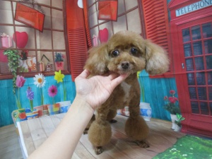 ももちゃん