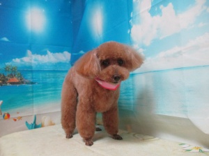 このこちゃん