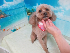 くぅちゃん