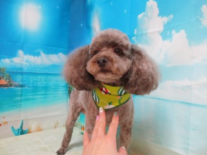 くぅちゃん