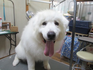 キラちゃん