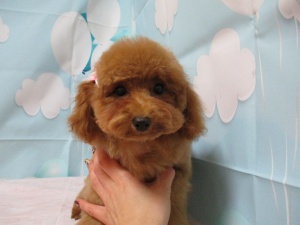 ふありちゃん