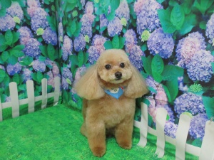 みくちゃん