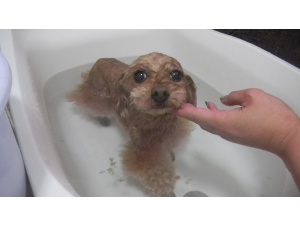 ゆずちゃん