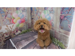 ももちゃん