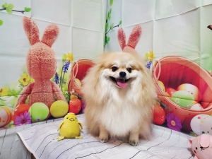 ステラくん