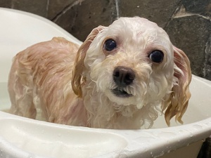 ヒメちゃん