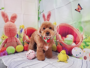 があすけくん