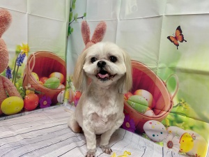 フクくん