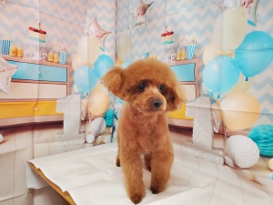 ラブちゃん