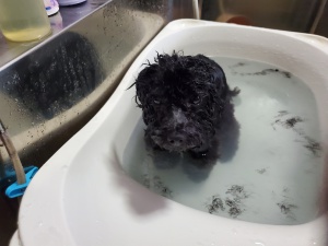 ノアちゃん