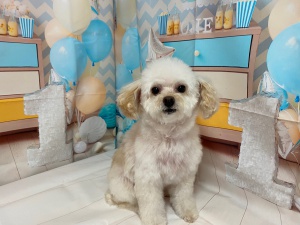 ヒメちゃん