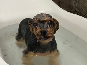 アンナちゃん