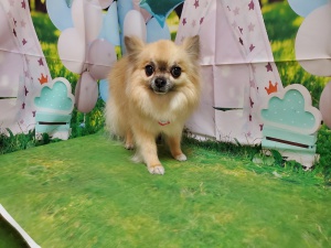 るんるんちゃん