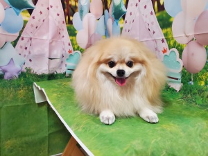 まんじゅうちゃん