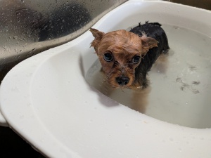ライムちゃん