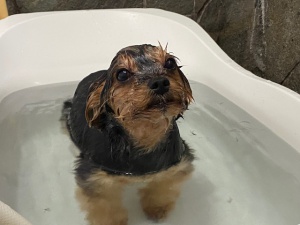 アンナちゃん
